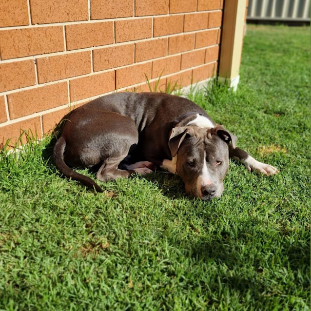 Photo of Bruce 🐶 11mos American Staffy (On Trial 30/6/23)
