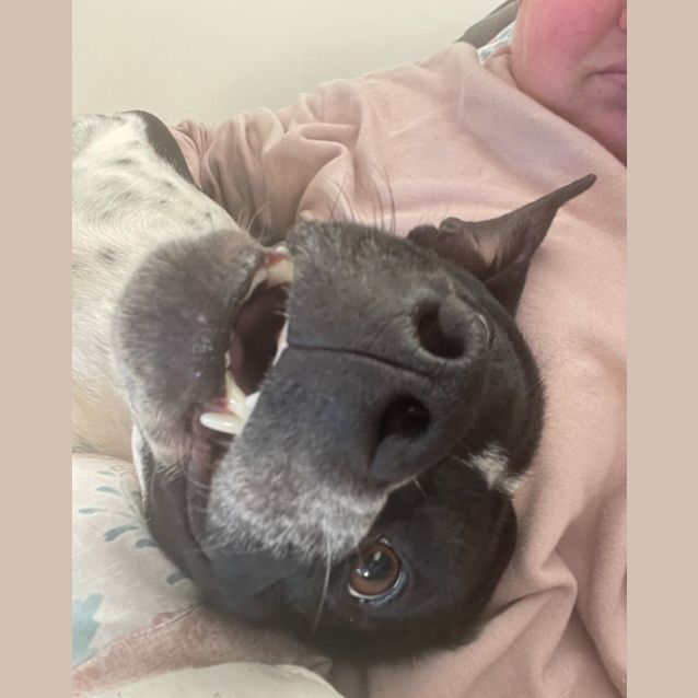 Photo of Oreo   2 Year Old Cattle Dog X (Trial)