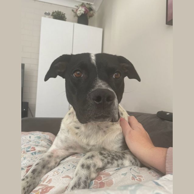 Photo of Oreo   2 Year Old Cattle Dog X (Trial)