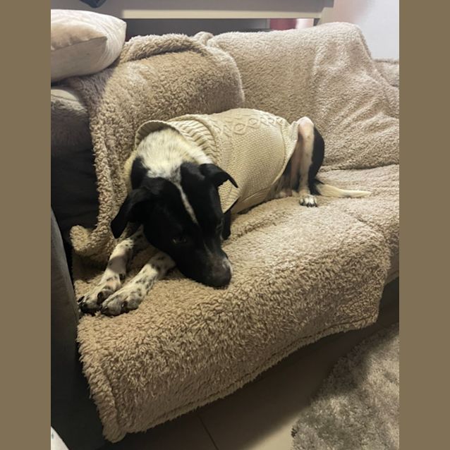Photo of Oreo   2 Year Old Cattle Dog X (Trial)