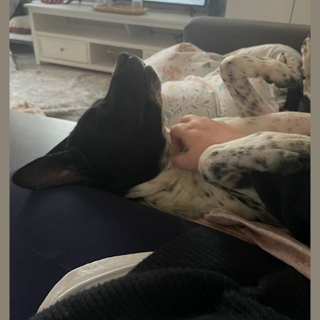 Photo of Oreo   2 Year Old Cattle Dog X (Trial)