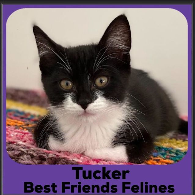 Photo of Tucker 