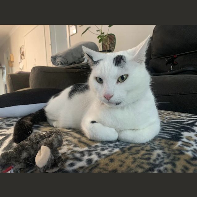 Photo of Pedro 