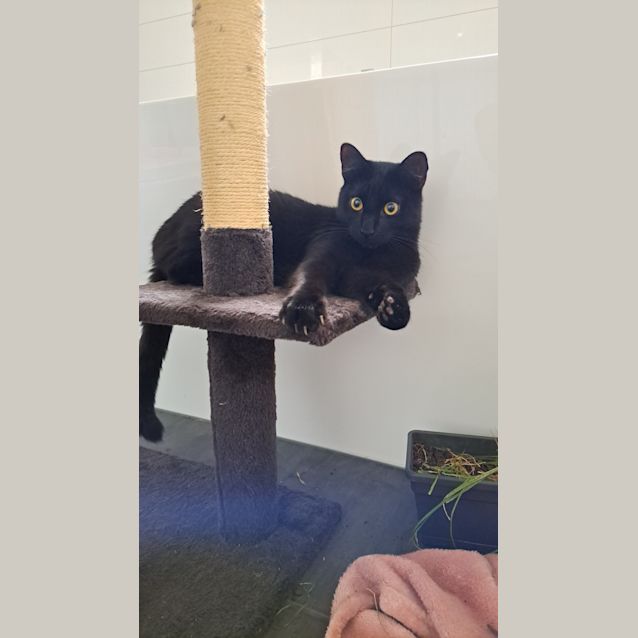 Photo of Vader