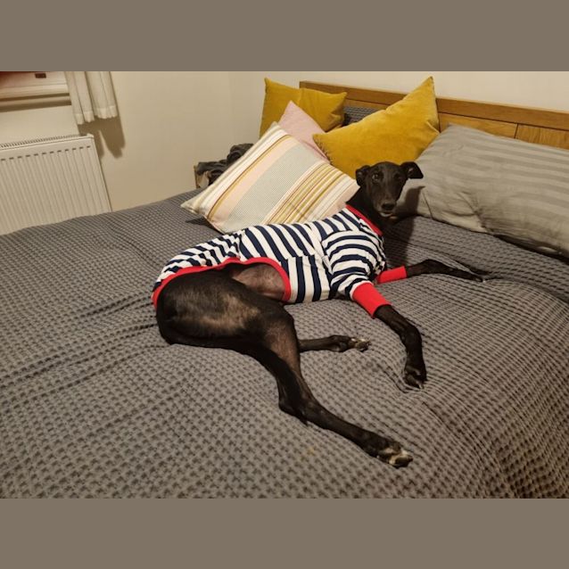 Photo of Willy