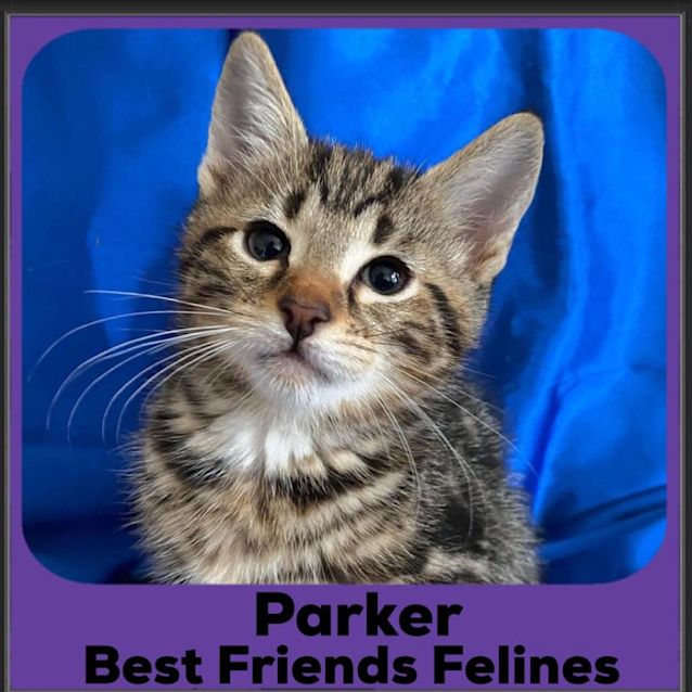 Photo of Parker 
