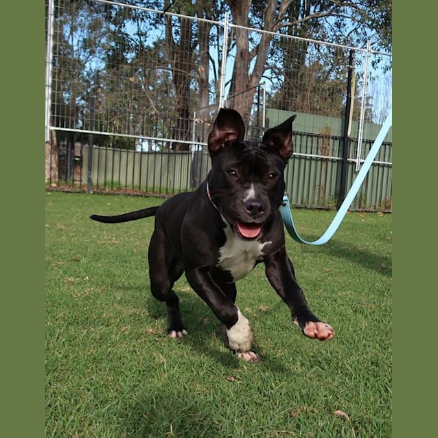Photo of Dutchess