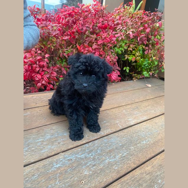 Photo of Nugget 