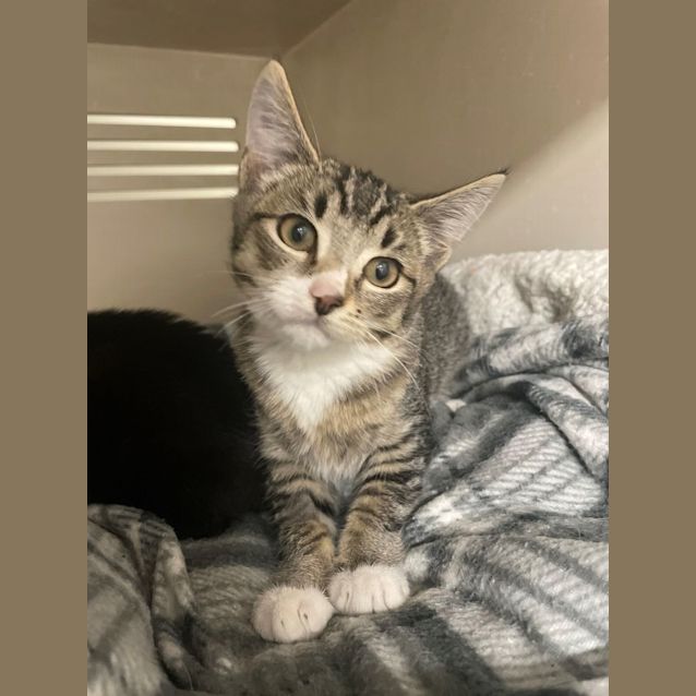 Photo of Sundae