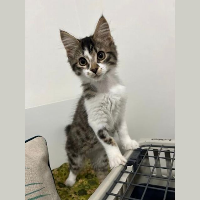 Photo of Finley