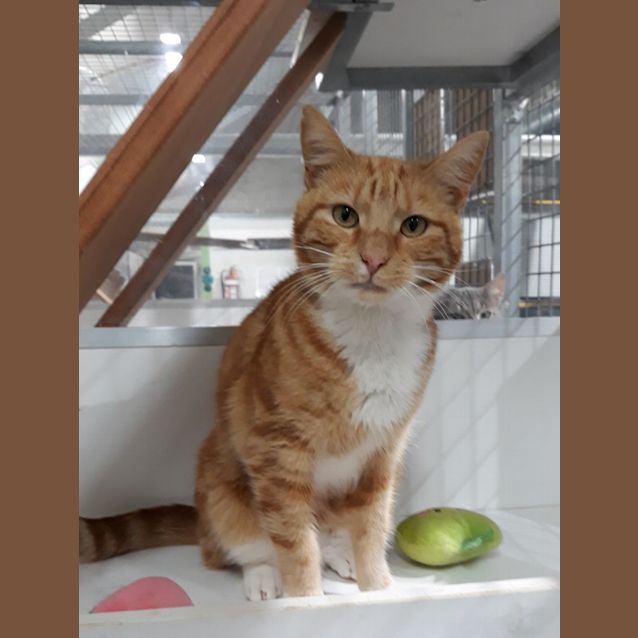 Photo of Oscar