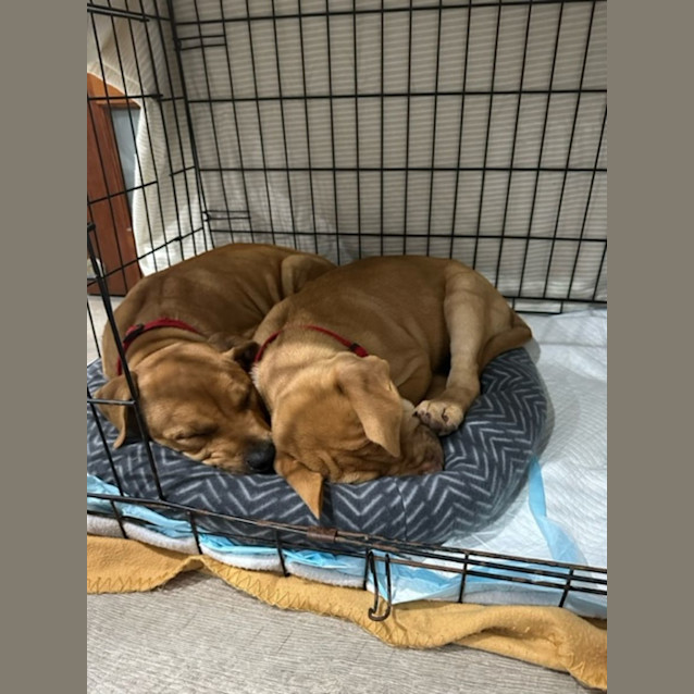 Photo of Jeremy   3 Month Old Mastiff X (Trial)