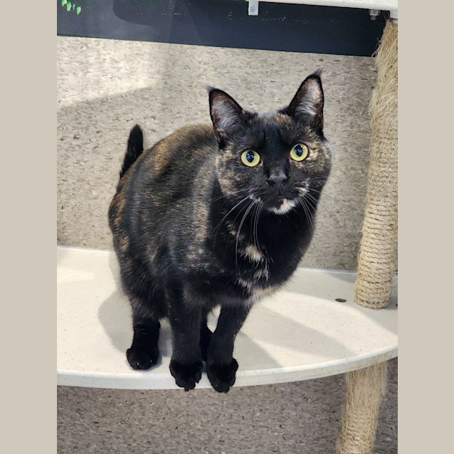 Photo of Kali