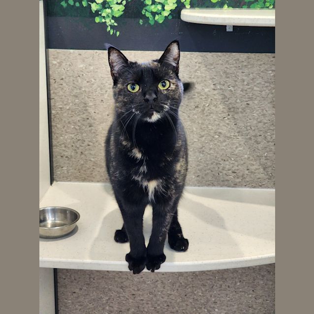 Photo of Kali