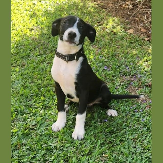 Smithers Medium Male Border Collie x Irish Wolfhound x Bull Arab Mix Dog in QLD PetRescue