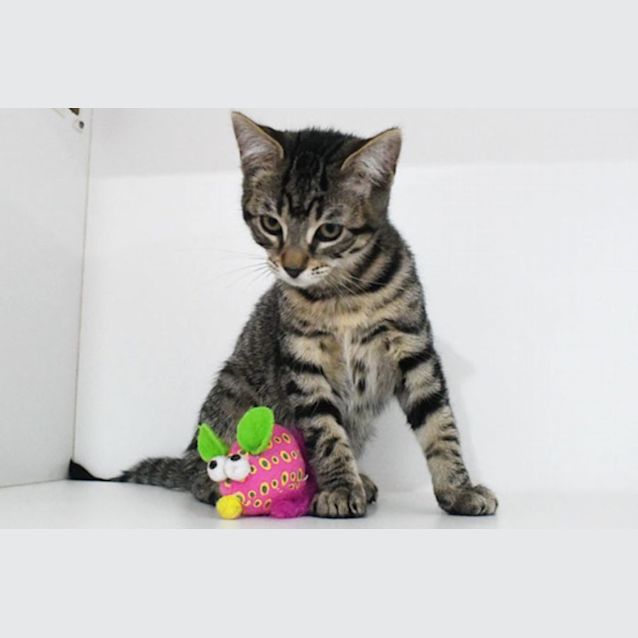 Photo of Wasabi 10932