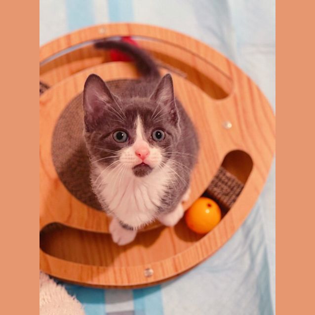Photo of Oliver