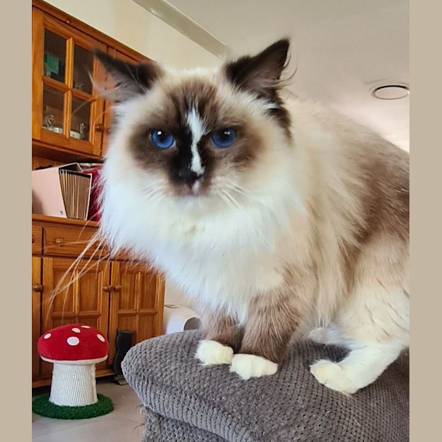 Photo of Marshmallow