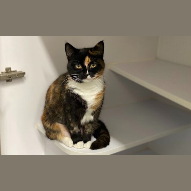Photo of Patches
