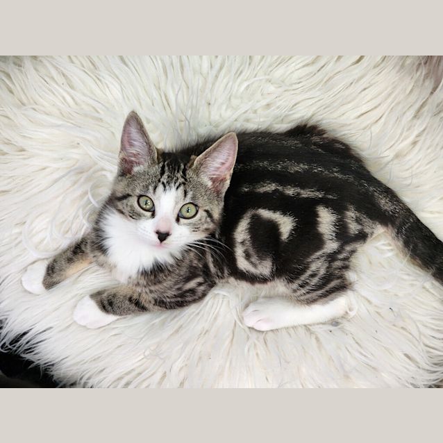 Photo of Tiger