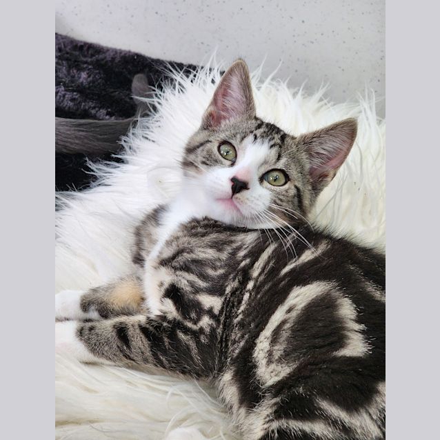Photo of Tiger
