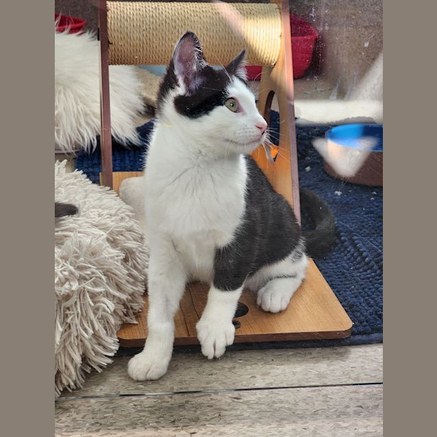 Photo of Smudge 