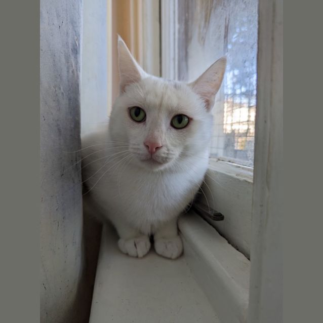 Photo of Casper