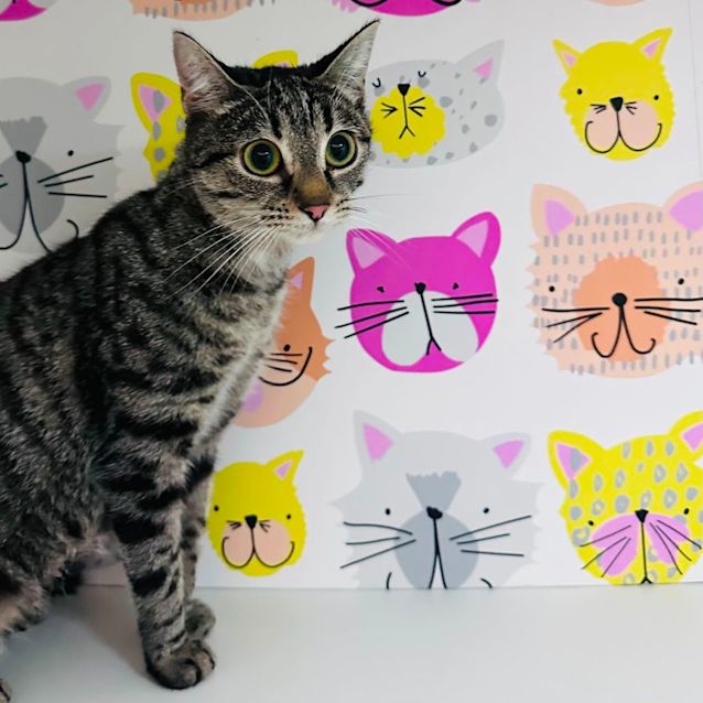 Photo of Izzy   Located In Preston 