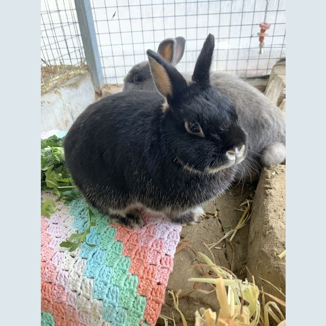 Photo of Shadow