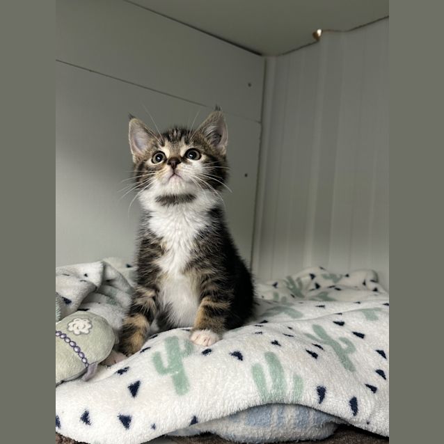 Photo of Otto