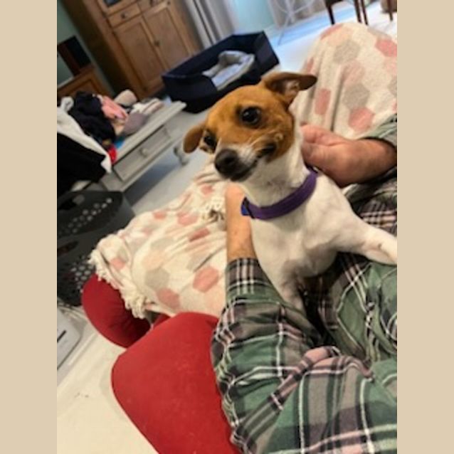 Photo of Charli   1 Year Old Fox Terrier (Trial 10/9/23)