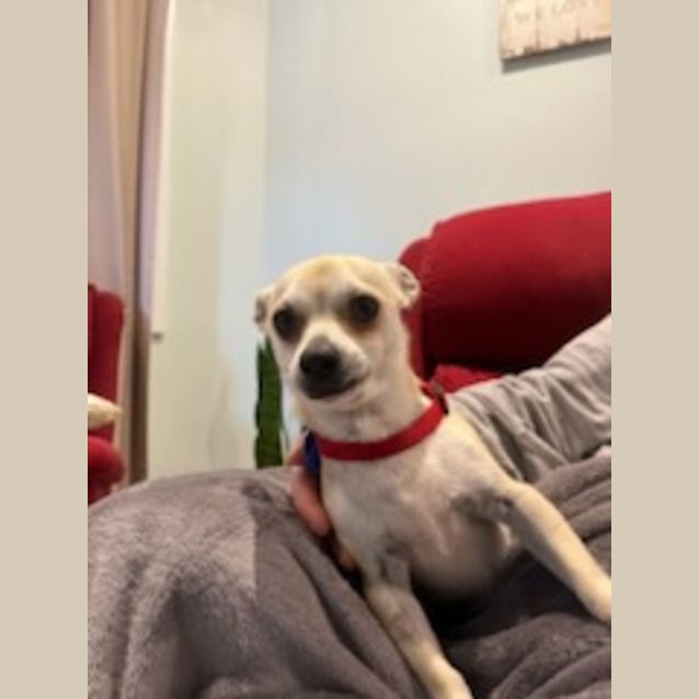 Photo of Baxter   1 Year Old Chihuahua (Trial)