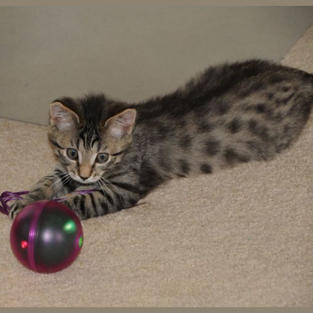 Photo of Lamborghini