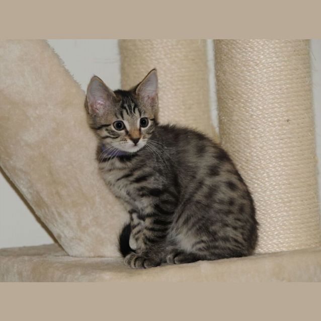 Photo of Lamborghini