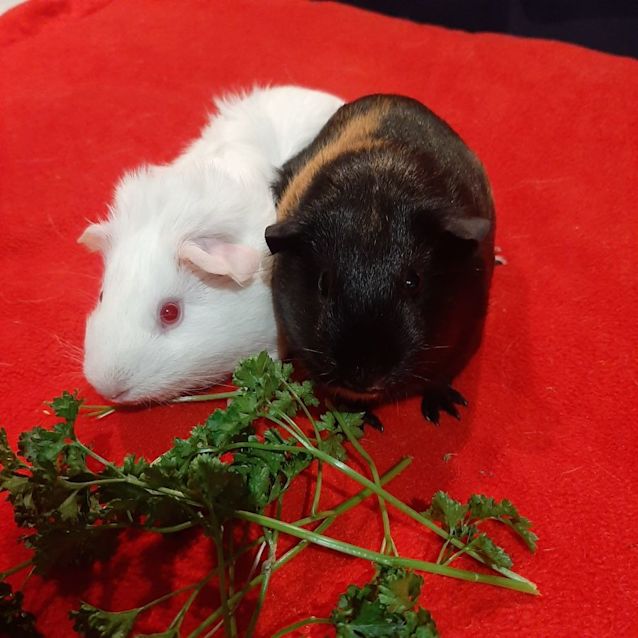 Photo of Pearl & Tori