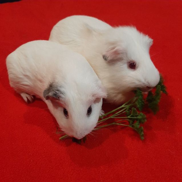 Photo of Faith & Buffy