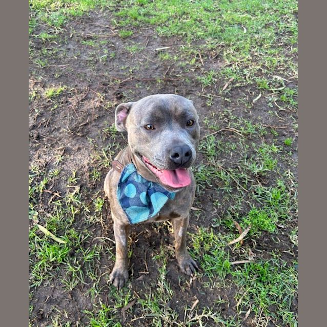 Photo of Bodhi 🤘 C04476