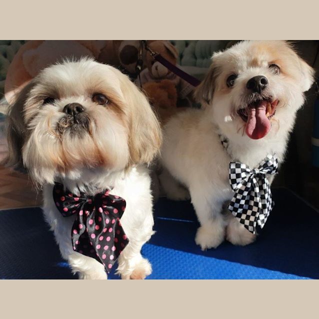 Photo of Benjie And Louie Speranza