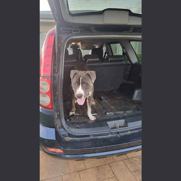 Photo of Lorenzo (Enzo)