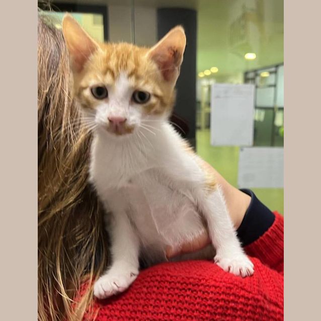 Photo of Ginger