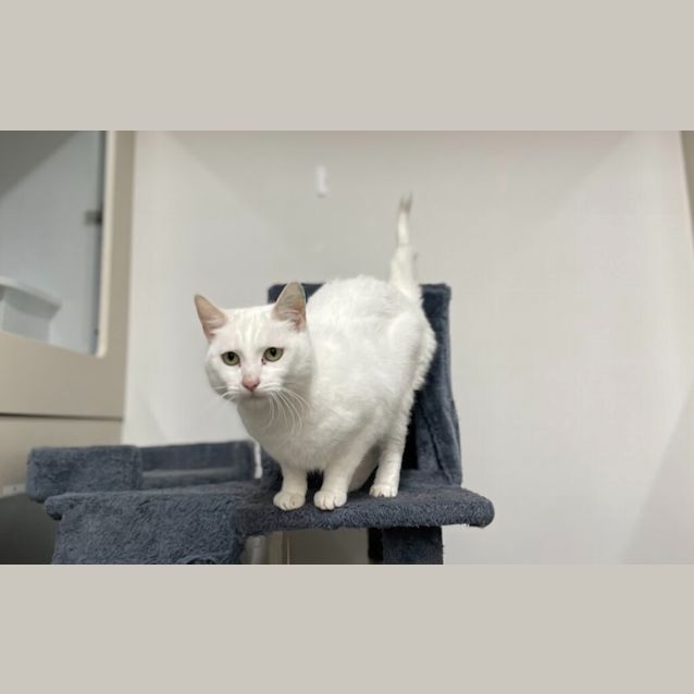 Photo of Suki