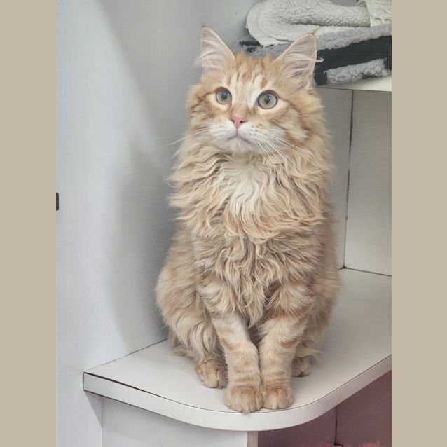 Photo of Sunkist