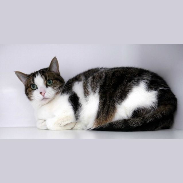 Photo of Tiger Sua011404