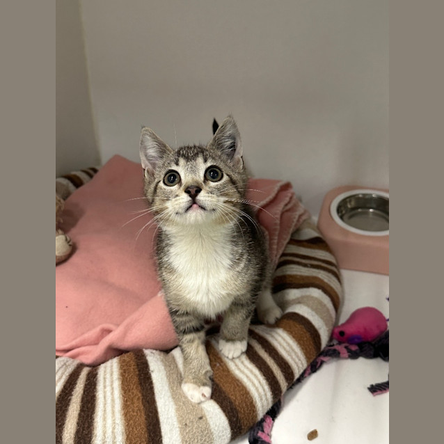 Photo of Remy