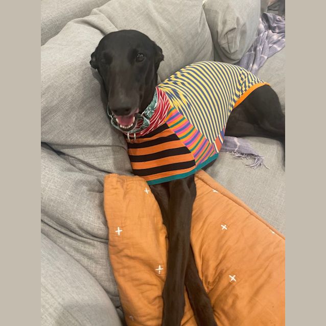 Photo of Ash   2yo   Greyhound