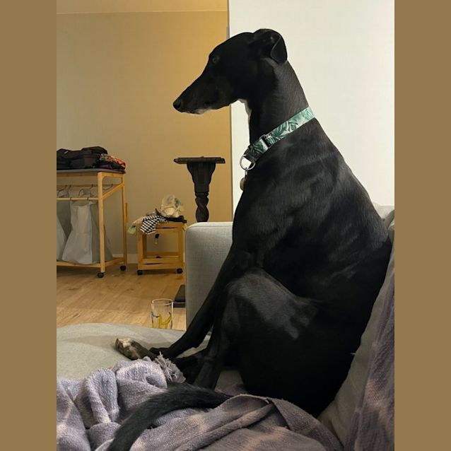 Photo of Ash   2yo   Greyhound