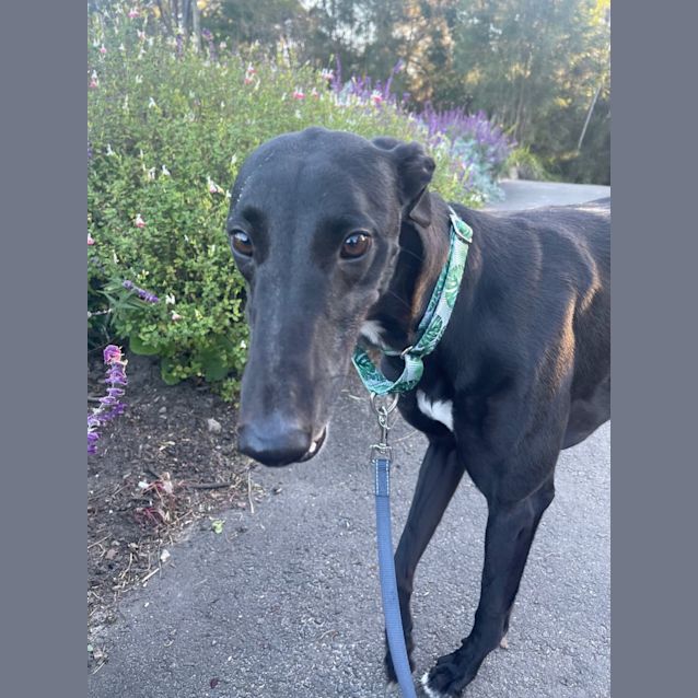 Photo of Ash   2yo   Greyhound