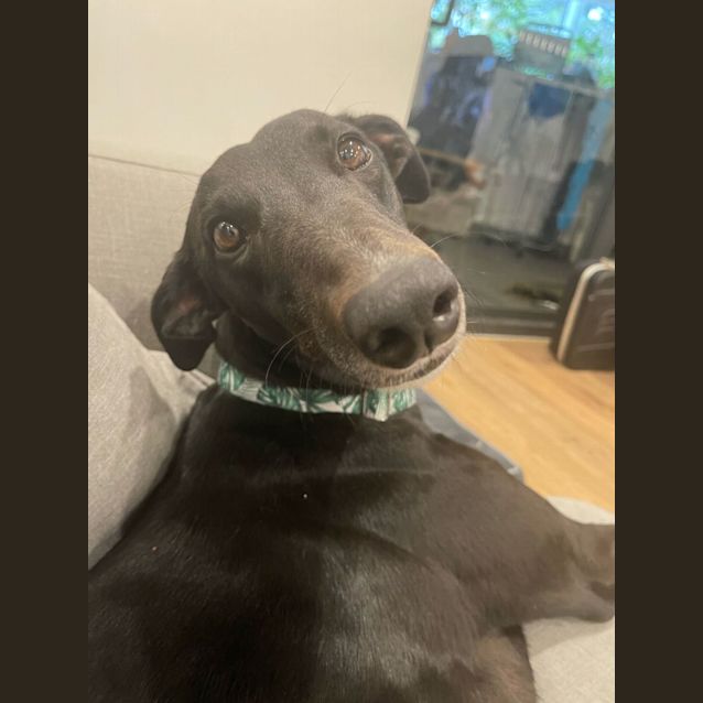 Photo of Ash   2yo   Greyhound