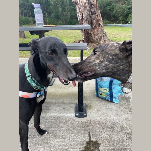 Photo of Ash   2yo   Greyhound