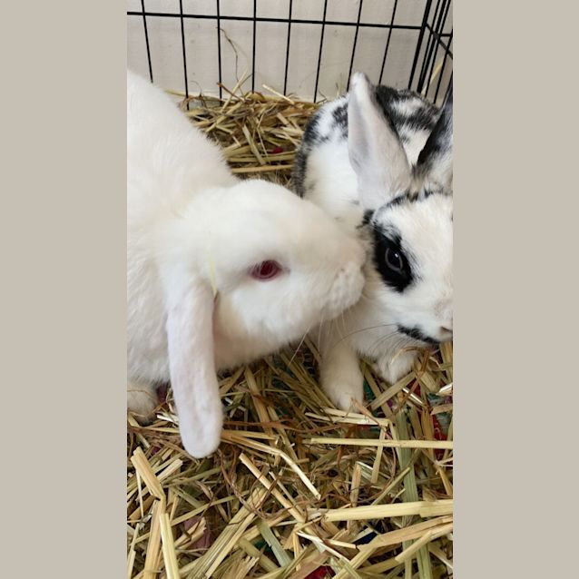 Photo of Miss Honey And Spirit